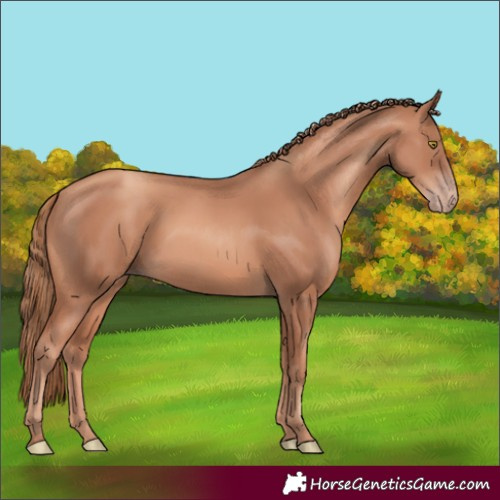 Horse Color:Gold Champagne 