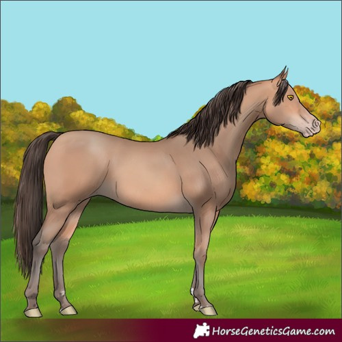 Horse Color:Amber Champagne 