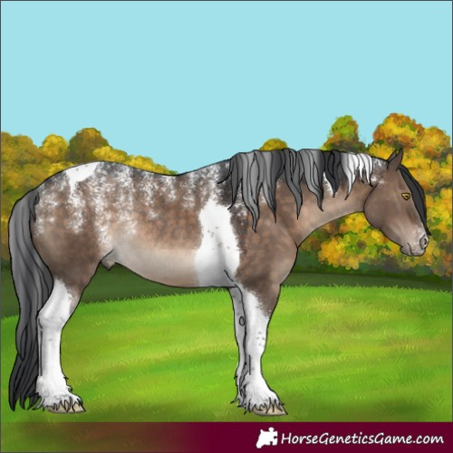 Horse Color:Powder White Brown Dun Tobiano Rabicano 