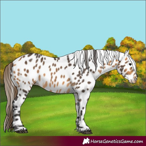 Horse Color:Buckskin Leopard