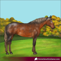 Horse Color:Gray Chocolate Palomino