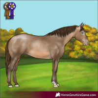 Horse Color:Gray Buckskin Pearl