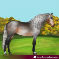 Horse Color:Gray Silver Buckskin 