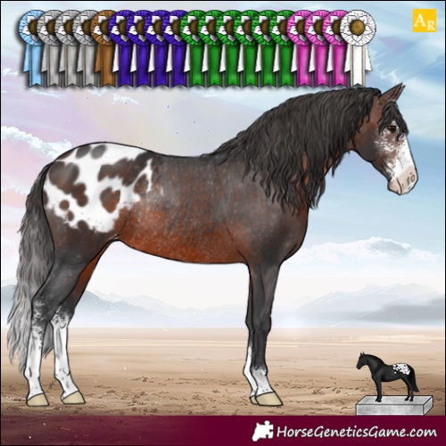 Horse Color:Brown Sabino Appaloosa Rabicano
