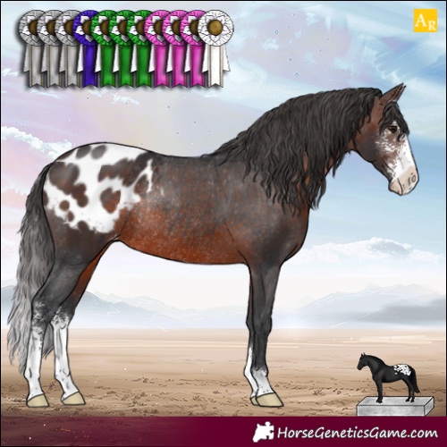 Horse Color:Brown Sabino Appaloosa Rabicano 