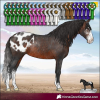 Horse Color:Brown Sabino Blanket Rabicano