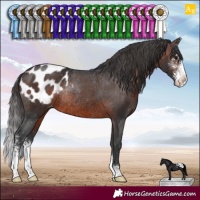Horse Color:Brown Sabino Appaloosa Rabicano