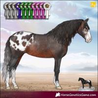 Horse Color:Brown Sabino Appaloosa Rabicano 