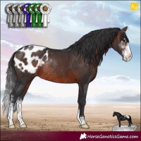 Horse Color:Brown Sabino Appaloosa Rabicano 