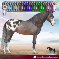 Horse Color:Brown Sabino Appaloosa Rabicano 