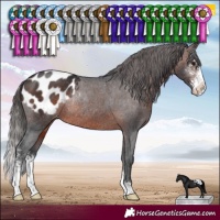 Horse Color:Brown Sabino Appaloosa Rabicano 