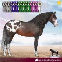 Horse Color:Brown Sabino Appaloosa Rabicano 