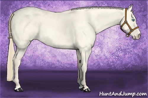 Horse Color:Perlino Dun