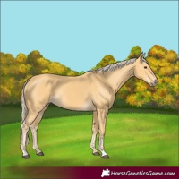 Horse Color:Palomino 