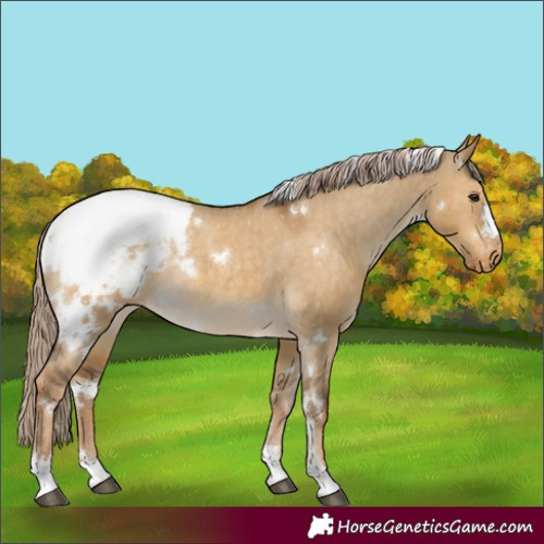 Horse Color:White Spotted Chocolate Palomino Dun Appaloosa 