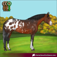 Horse Color:Brown Sabino Appaloosa