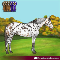 Horse Color:Buckskin Appaloosa 