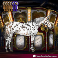 Horse Color:Buckskin Near Leopard 