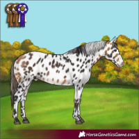 Horse Color:Buckskin Appaloosa