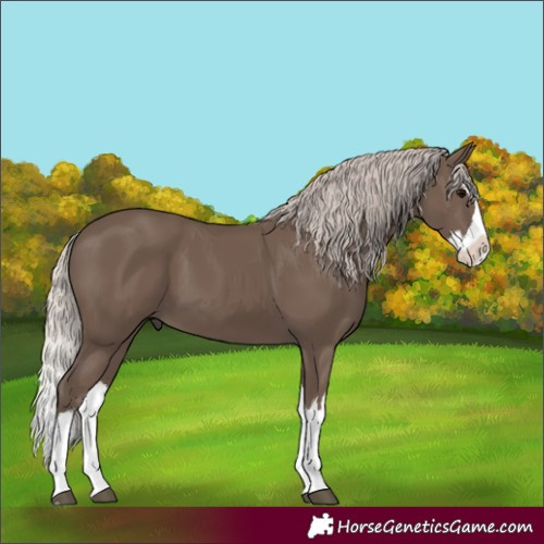 Horse Color:Silver Black Splash 