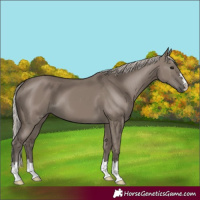 Horse Color:Silver Grullo 