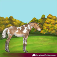 Horse Color:White Spotted Silver Buckskin Mushroom 
