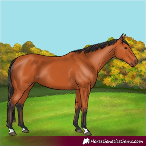 Horse Color:Bay 