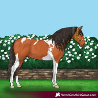 Horse Color:Bay Tobiano 