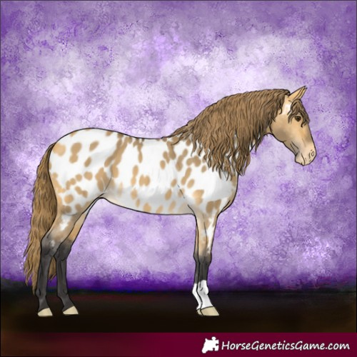 Horse Color:Buckskin Dun Near Leopard