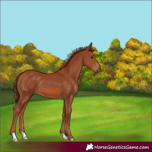 Horse Color:Chestnut 