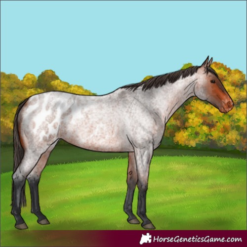 Horse Color:Brown Roan Appaloosa 