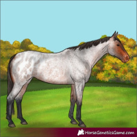 Horse Color:Brown Roan Blanket 