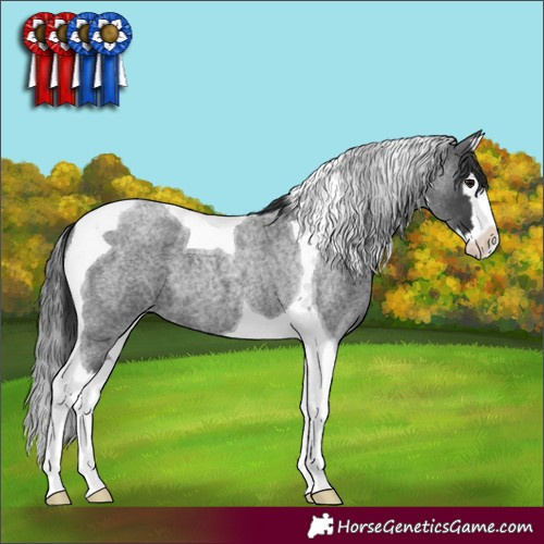 Horse Color:Blue Roan Splash Tobiano 