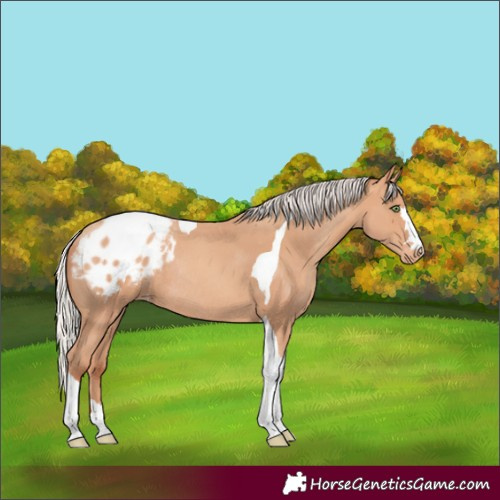 Horse Color:Silver Amber Champagne Tobiano Appaloosa Rabicano 