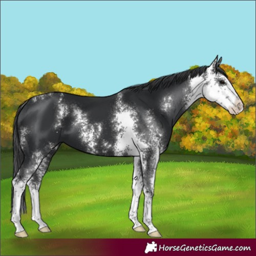 Horse Color:Black Sabino 