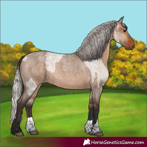 Horse Color:Brown Roan Dun and Silver Brown Roan Dun