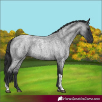 Horse Color:Blue Roan Tobiano 