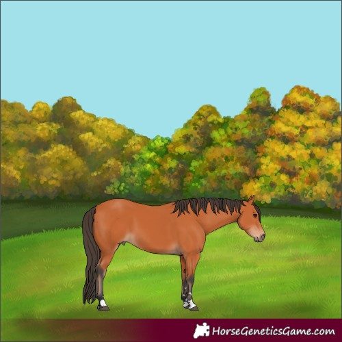 Horse Color:Bay 