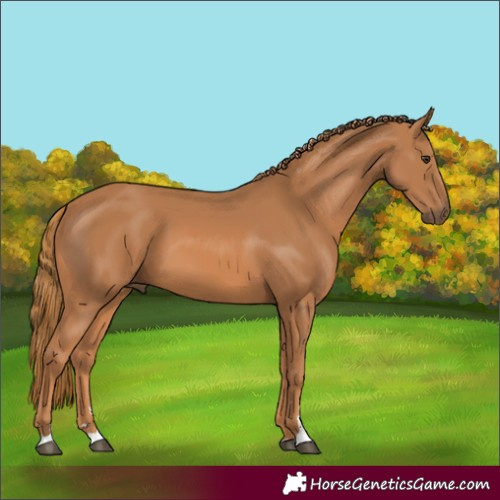 Horse Color:Chestnut 