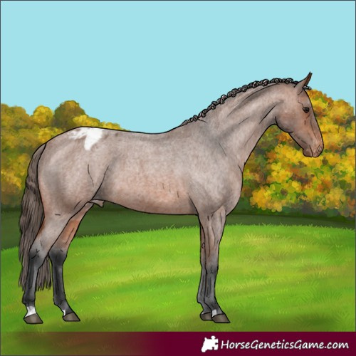 Horse Color:Bay Roan Varnish 