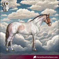 Horse Color:Bay Roan Skewed Appaloosa 