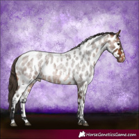 Horse Color:Bay Roan Leopard