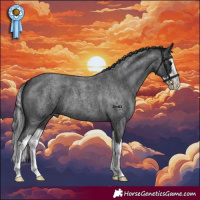 Horse Color:Blue Roan Splash