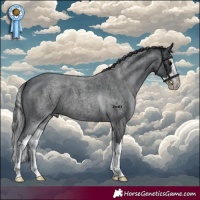 Horse Color:Blue Roan Splash 
