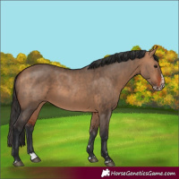 Horse Color:Bay Dun and Bay Dun Splash