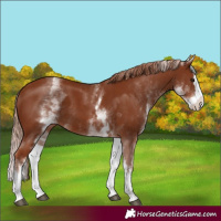 Horse Color:White Spotted Chestnut Splash