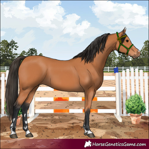 Horse Color:Bay 