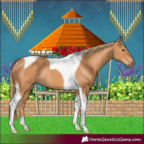 Horse Color:Chestnut Tobiano Rabicano 