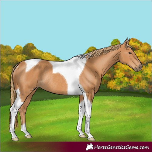 Horse Color:Chestnut Tobiano Rabicano 