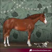 Horse Color:Chestnut  and Chestnut 